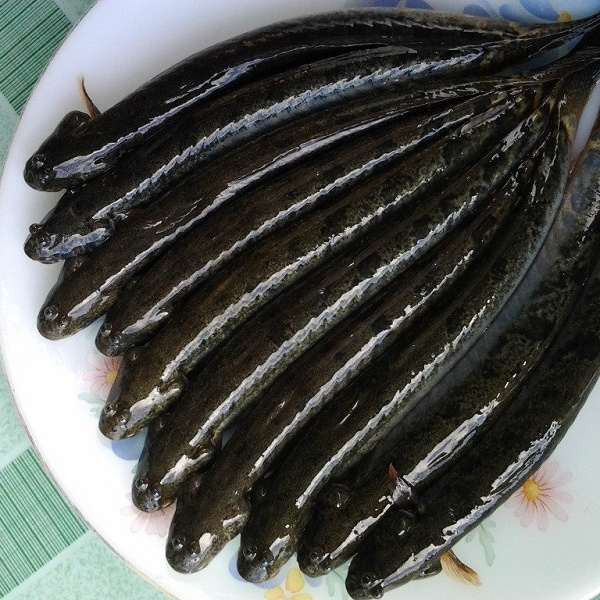 Hình ảnh cá kèo