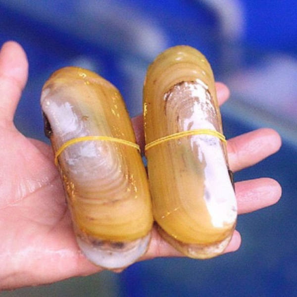 Ốc móng tay chúa loại 1 giá sỉ