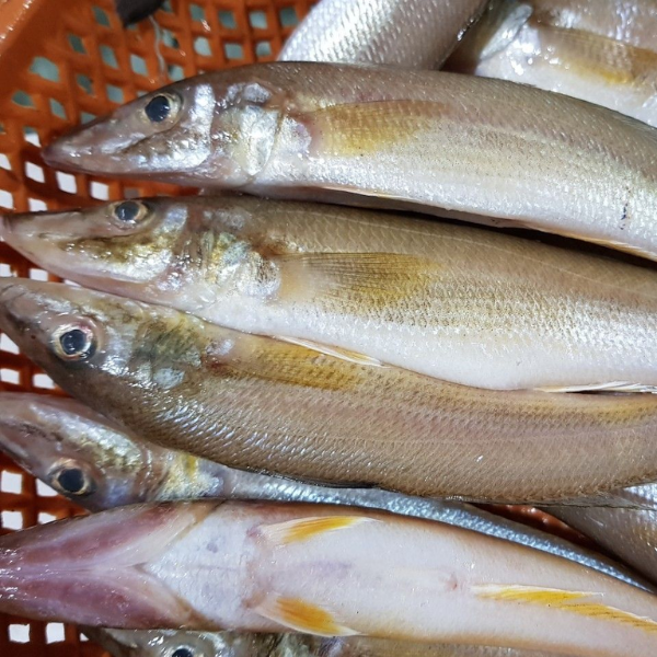 Cá bống đục giá sỉ