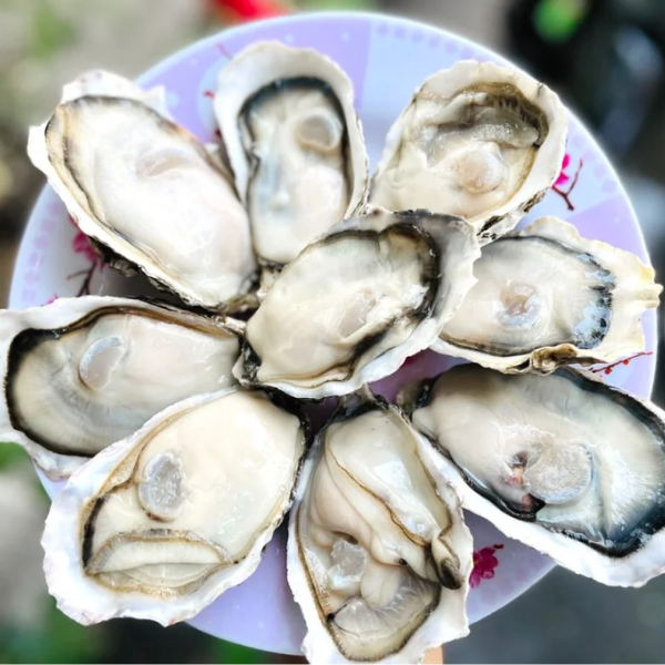 Hàu sữa Hàn Quốc giá sỉ