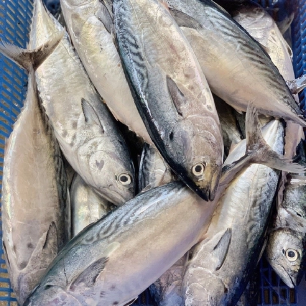 Cá thu ngừ chất lượng