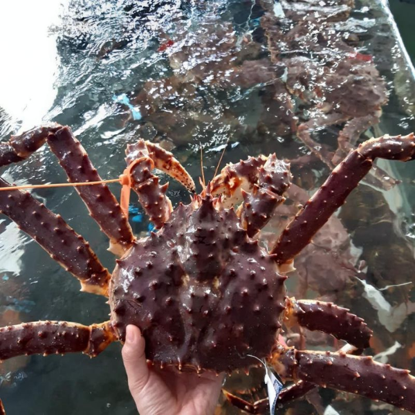 Cua Alaska ngộp giá sỉ